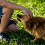 Dog Poop Pickup in Dearborn Heights