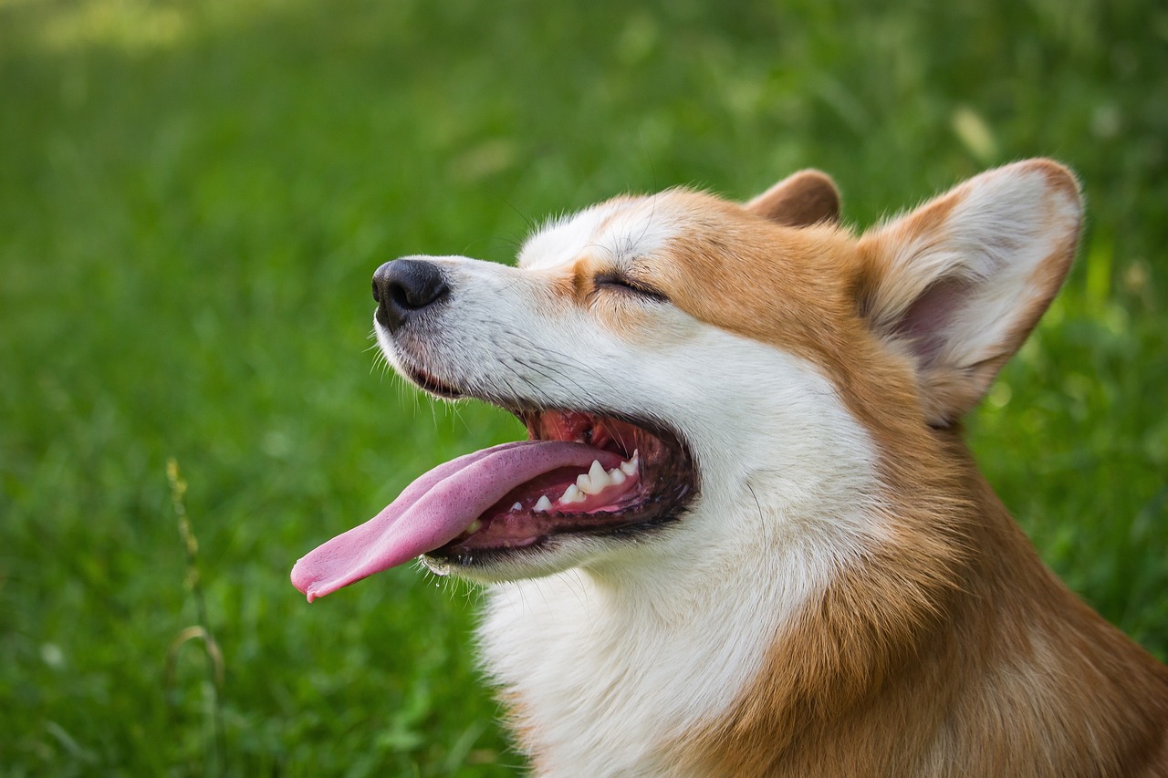 Dog poop Pickup in Dearborn Heights