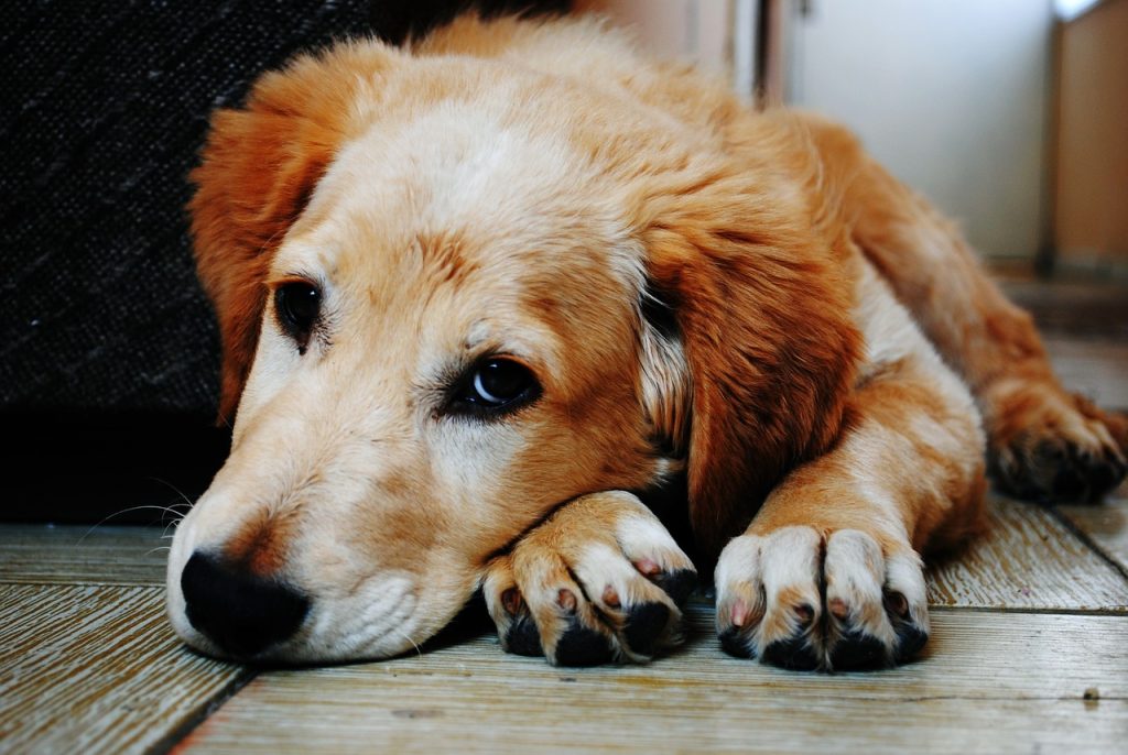 Dog poop Pickup in Dearborn Heights