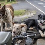 Dog Poop Pickup in Dearborn Heights