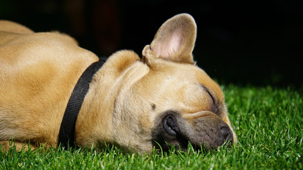 Dog poop Pickup in Dearborn Heights