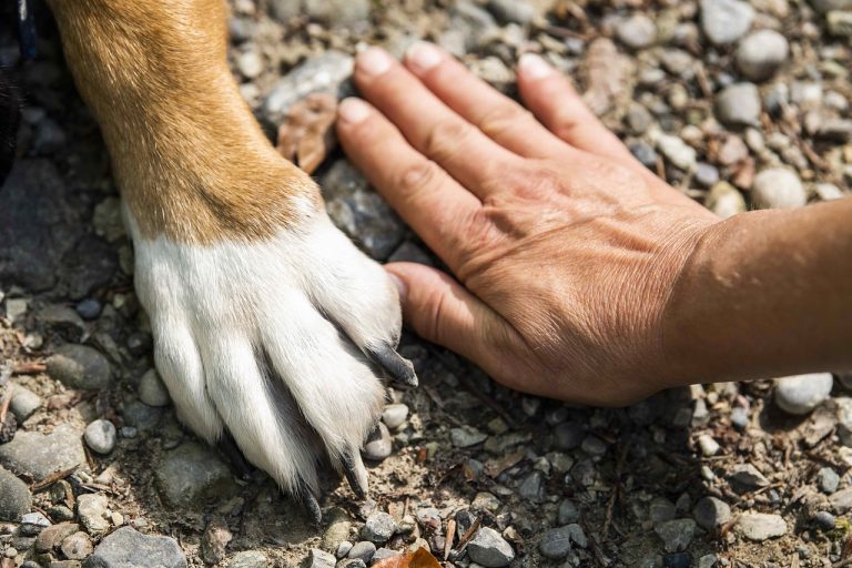 Dog poop Pickup in Dearborn Heights